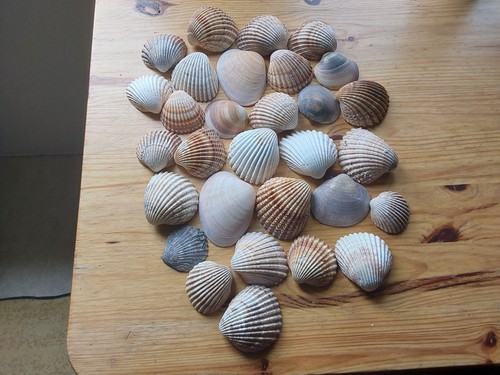 Deko muscheln 950g - deko,