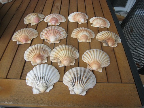 Schöne muscheln - 13,