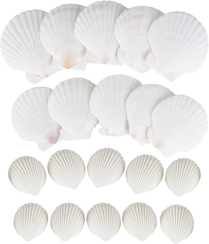 Muscheln natürliche - muscheln,