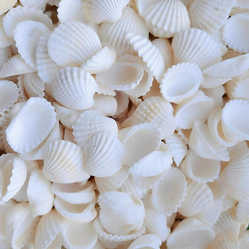 Muscheln deko 150 stück - 150,