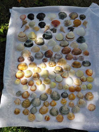 Deko muscheln 120 stück - muscheln,