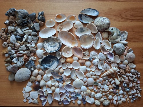 Muschelmix naturbelassen deko - muschelmix,