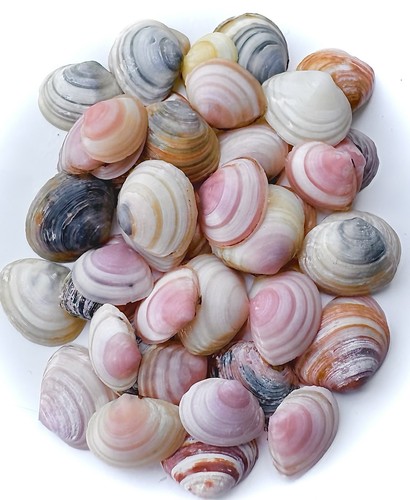 Gemischte kleine muscheln - gemischte,