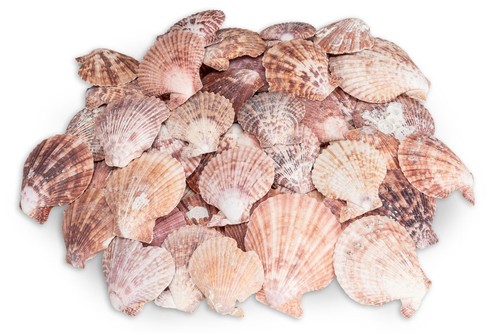 Nadeco pecten nobolis 5kg - nadeco,