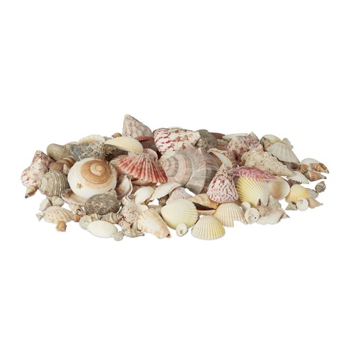 Muschel set bunte muscheln - set,