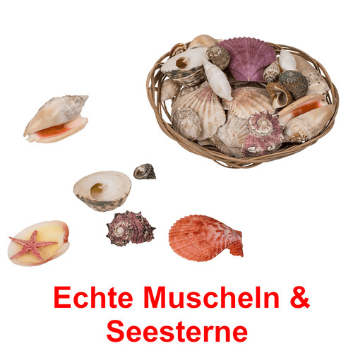 Echte muscheln und - echte, seesterne
