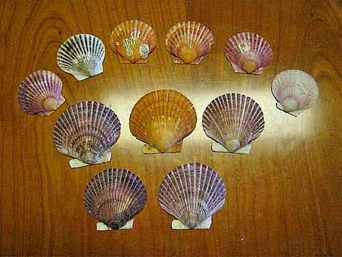 Echte muscheln stück - 11,