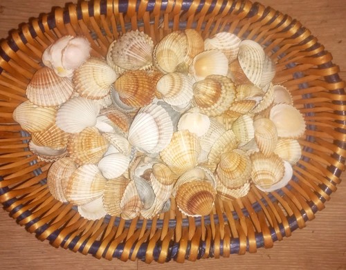 Muschel mix maritim adriatik - maritim,
