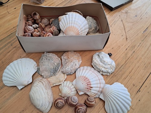 Muschelmix bastelmuscheln - muschelmix,