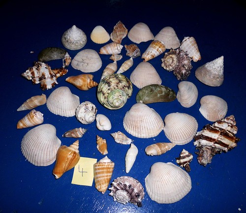 Muscheln muschelmix - muscheln,