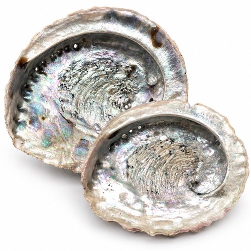 Muscheln abalone natur - muscheln,