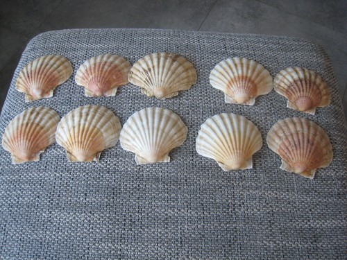 Schöne muscheln - 10,