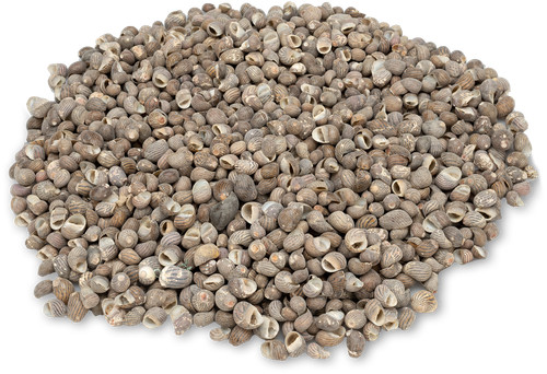 Nadeco nerita polita 1kg ca - nerita,
