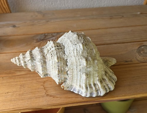 Große riesenfroschschnecke - große,