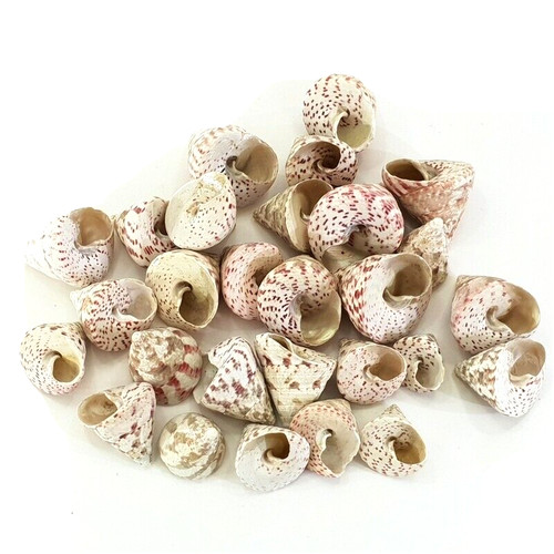 Muscheln meeresmuscheln 500 - meeresmuscheln,