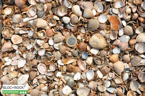 Muscheln muschelsplitt - muscheln,