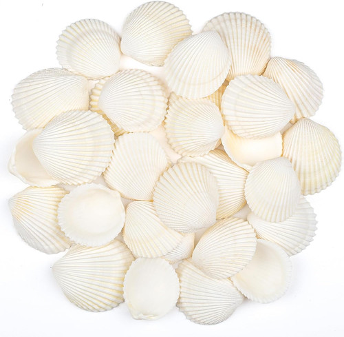 Muscheln zum basteln - zum, 30