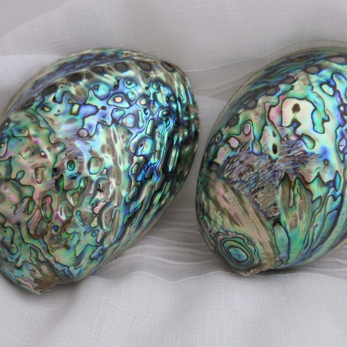 Polierte abalone muscheln - 2,