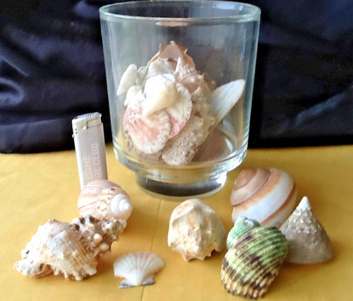 Großes glas mit muscheln - mit,