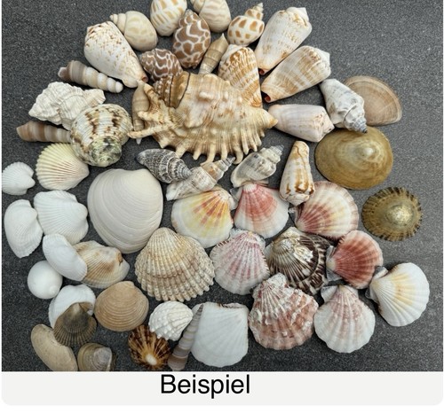 50x muscheln - 50x,