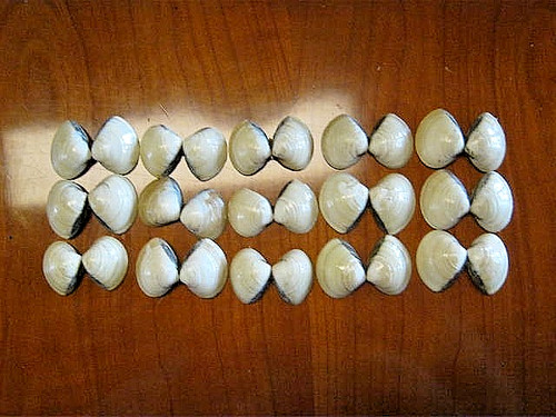 Muscheln stück zur - muscheln,