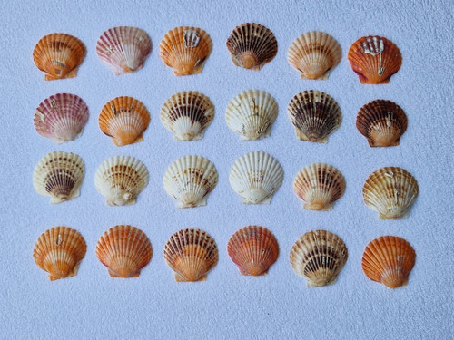 Stück deko muscheln - 24,