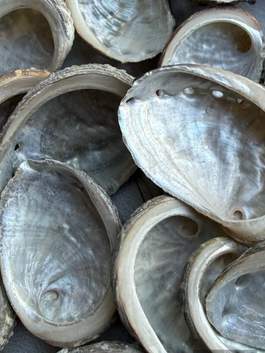 Abalone muscheln 4 - abalone, cm
