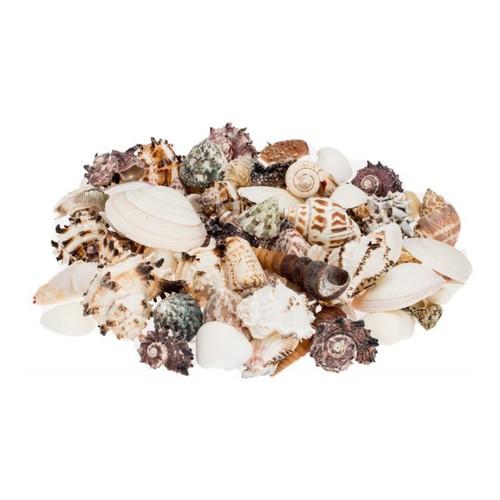 Muschelmix large 5 kg - large, 0,5