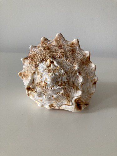 Muschel deko meeresschnecke - muschel, |