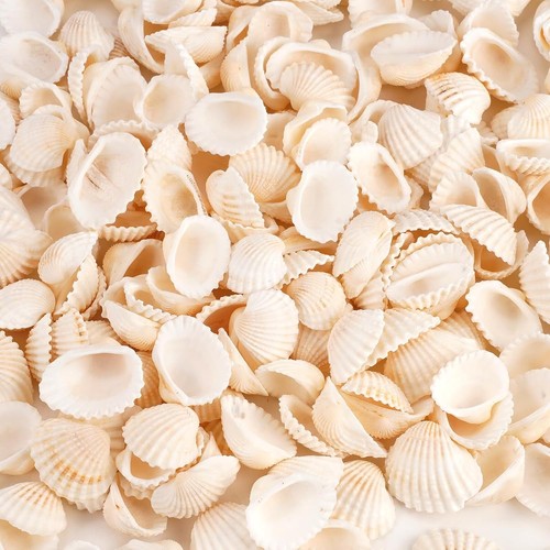 250 stück echte muscheln - stück,