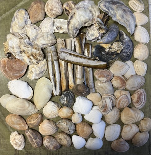 Nordsee muscheln und - nordsee-muscheln,