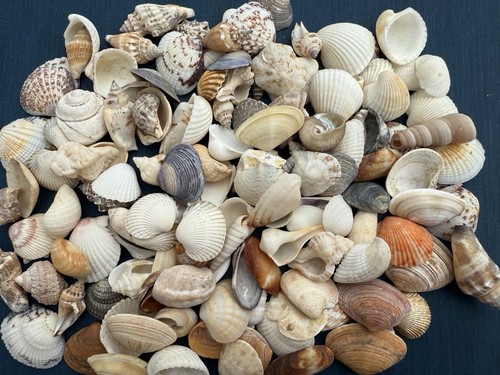 Muschelmix stück 5 cm - 50, 3–5