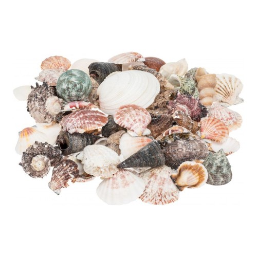 Muschelmix large 520 - large,