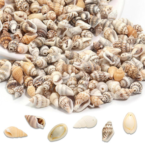 120 stück muscheln zum - stück,