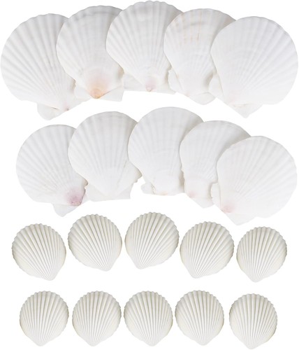 Muscheln natürliche - muscheln,