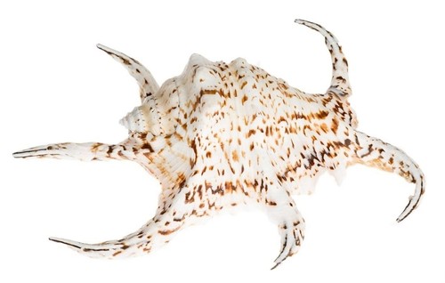 Nadeco lambis chiragra - nadeco, 15-18cm