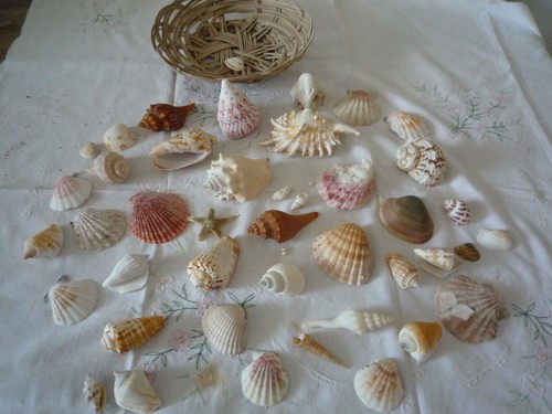 Muscheln deko div größen - div, .größen