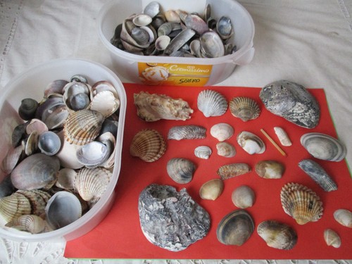 1kg muscheln gemischt - muscheln,