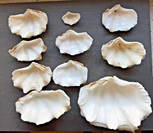 Große echte muschelschalen - große,
