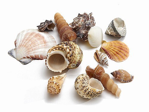 Nadeco muschelmix groß - muschelmix,