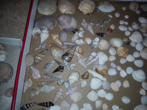 Muscheln schnecken - 1,2,