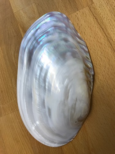 Große perlmutt muscheln aus - 4,