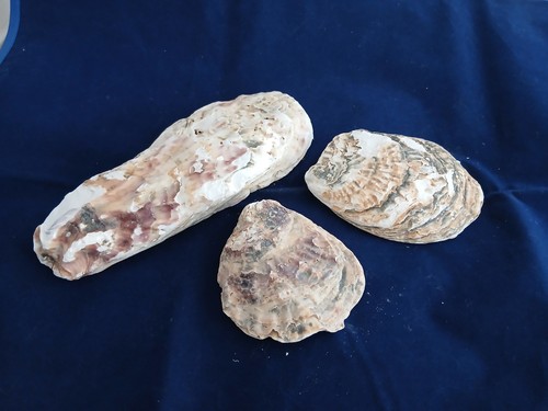 Deko muscheln schalen als - muscheln,,