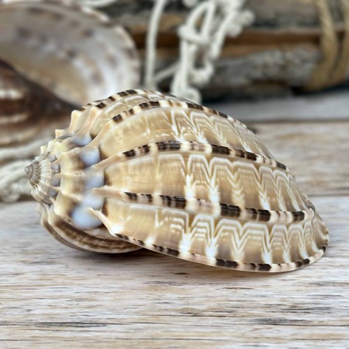 Harpa articularis 7cm - , echte