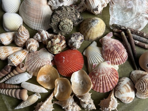 50x muschel mix natur - 50x,