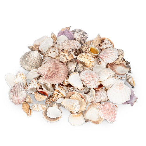 Muscheln und schneckenhäuser - muscheln,