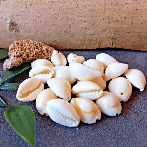 20x kauri muscheln - muscheln, mit