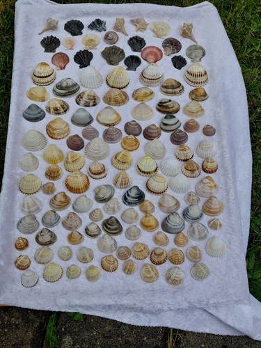 Deko muscheln 120 stück - deko,
