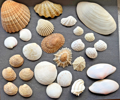 Konvolut echte muscheln 25 - konvolut, ca.