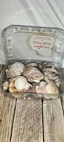 Muscheln echte natur - muscheln,